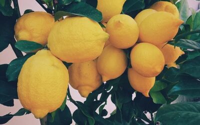 The Lemon Festival Cinque Terre