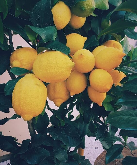 The Lemon Festival Cinque Terre